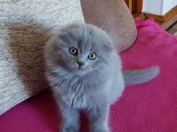 Scottish Fold Yavrularımız Evinizin Neşesi Olacaktır
