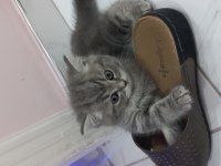 Süper Bebek Kediler