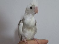 Yeni yeme düşen albino sultan papağanı kuslar
