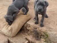 A KALİTE İRİ CANE CORSO YAVRULAR