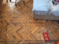 Taşındığımızdan dolayı ÇOK ACİL 4,5 Aylık Poodle