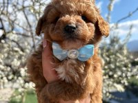 ŞAMPİYON POODLE BEBEKLER GELDİ