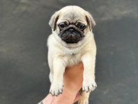 Gül kuyruk Hamburger surat Pug Mops