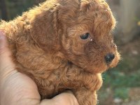 Toy poodle
