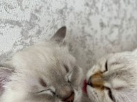 3 aylık erkek british shorthair