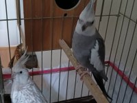 WİFİ ÇİFT SULTAN + YEM + EKİPMAN