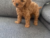 2 Ay 15 Günlük Erkek Toy Poodle