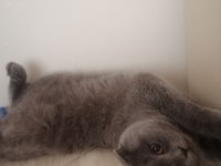 1 yaşında dişi Scottish Fold kedimiz