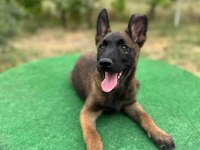 Manisa Malinois 45