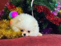 Mini Boy Pomeranian Boo