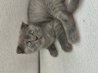 1 tane scottish fold kedimiz 1 tane british shorthair kedimi