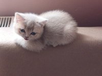 1 aylık yavru british shorthair