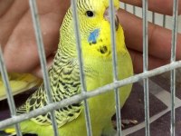 yavru yeni düşmüş Jumbo erkek muhabbet kuşu