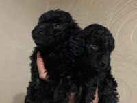 Siyah Toy Poodle Bebeklerimiz
