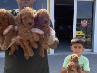 WC EGİTİMLİ TOY POODLE YAVRULARIMIZ FENOMEN PETS ANKARA