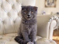 Sevimli Scottish Fold Kız