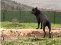 CANE CORSO KÖPEĞİMİZ HERKÜLE EŞ ARIYORUZ