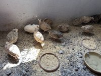 Etlik Bıldırcın ve kuluçkalık döllü yumurta
