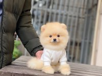 Güzellik harikası pomeranian bebekler