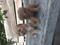 MALTİPOO YAVRU
