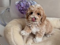 Maltipoo Bebeklerimiz