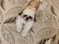 Shih tzu 7 aylık eğitimli