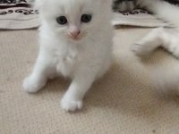 Köpük balım scottish fold