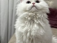 Anne altından chinchilla kedisi bebekler