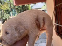 25 günlük golden retriever yavruları