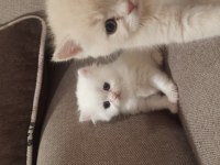 British shorthair erkek