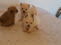 Acil verilecektir pomeranian erkek 3 yavru