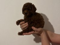 Kore dark red poodle bebekler