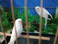 Albino muhabbet kuşu