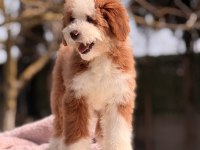 Standart dev poodle yavrular