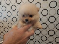 Şecere Belgeli Pomeranian BOO