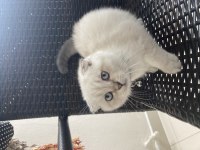 Scottish Fold Yavrumuza Yeni Bir Yuva Arıyorum