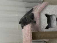 55 günlük british shorthair