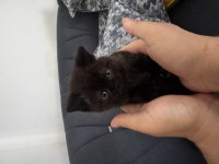 Tatlı kedilerimiz sahiplenmeye hazır
