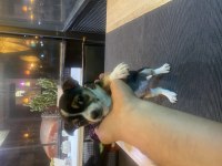 2 aylık chihuahua dişi yavru