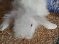 Teddy lop tavşan yavrular mavi göz