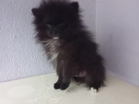 3 Aylık Pomeranian Sahiplendirme