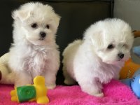 Ankaranın  en güzel kore kan maltese yavruları