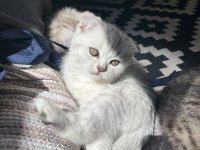 Scottish fold yavrusu