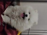 Pomeranian kızımız yeni ailesini arıyor