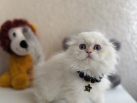 Scottish Fold Longhair