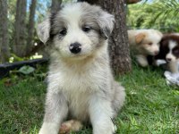 Border Collie Kapıda Ödemeli Çiftlik Kredi Kartı Geçer