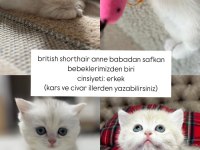 BRİTİSH ANNE BABADAN SAFKAN YAVRULAR