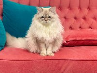 KEDİMİZE DİŞİ EŞ ARANIYOR