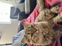 British Longhair Scottish Fold Karışımı