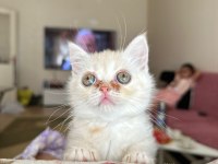 2.5 3 aylık British Shorthair Chinchilla yavrusu
